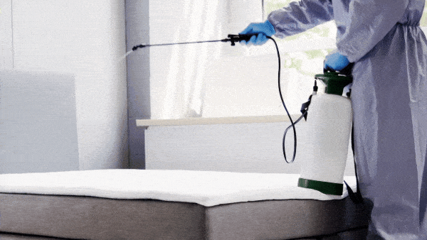 Licensed exterminator applying professional pest control treatment to eliminate bugs and insects in Miami home